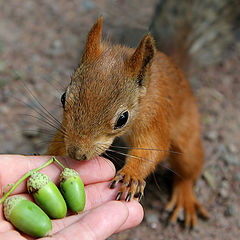 photo "I don't eat that"