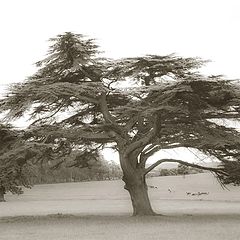 фото "Просто дерево..."