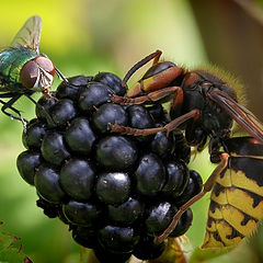 photo "Lunch with fly"