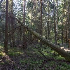 фото "Лесная атмосфера"