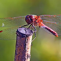 photo "Biplane"