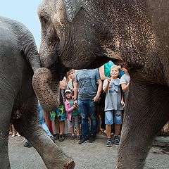 фото ""Как видите",Слоны в диковинку у нас...(2)"