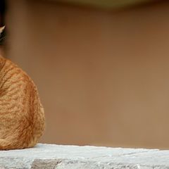 фото "ginger cat"