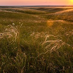 фото "Степь ковыльная"