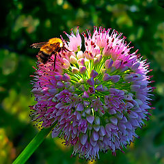 photo "Sweet nectar"