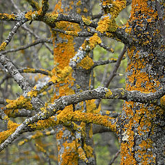 photo "Yellow lichen"