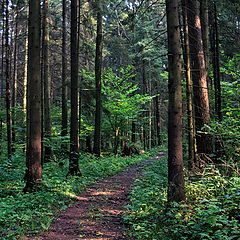 фото "Подмосковный лес"