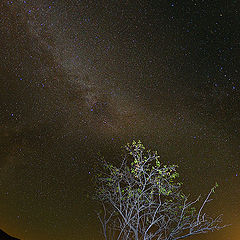photo "Milky Way"