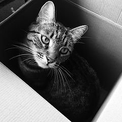 photo "Box Kitty"