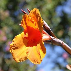 фото "Lily And Bokeh"