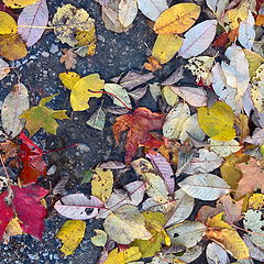 photo "pry Autumn"