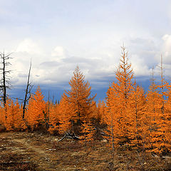 фото "Осень в лесотундре"