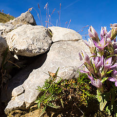 фото "gentiana"