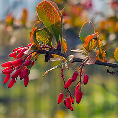 photo "Autumn motive"