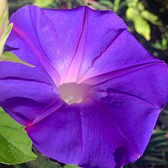 фото "Morning Glory"