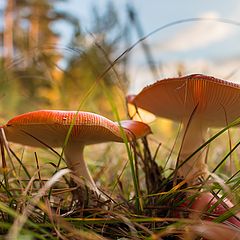 photo "Mushrooms"