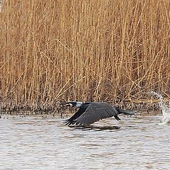 фото "Cormoran In Flight"