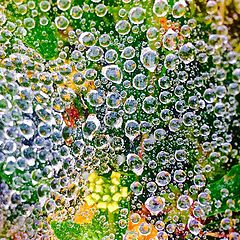 фото "Tiny Bubbles"