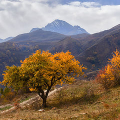 фото "Абрикос"