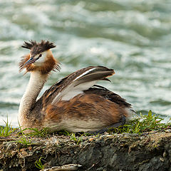 photo "Great crested grebe"