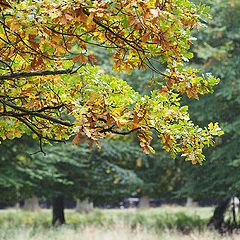 photo "Autumn Forest"