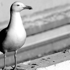 photo "seagull portrait"