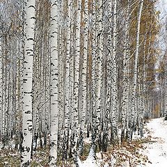 фото "Первый снег"