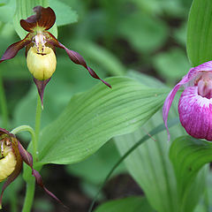 фото "Северные орхидеи"