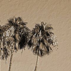 photo "Sepia Palms"