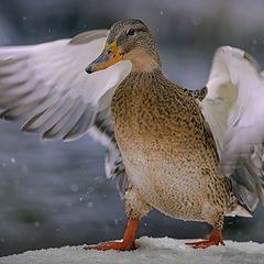 фото "Нам весело, нам радостно и на морозе жарко !"