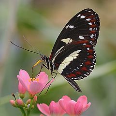 фото "Heliconius numata"