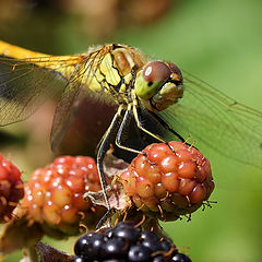 photo "The joy of life"