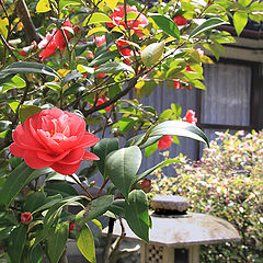фото "Японские дворики...(Продолжение...деталь сада)"