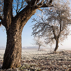 photo "apple trees in the Advent Saison"