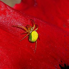 фото "Colors Of Nature"