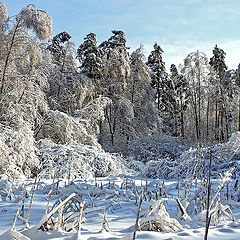 фото "Зимний пейзаж"