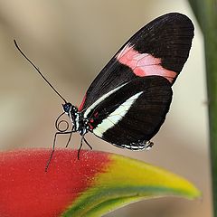 фото "Heliconius melpomene"