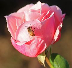 photo "Pink Bee"