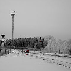 фото "Снегири"