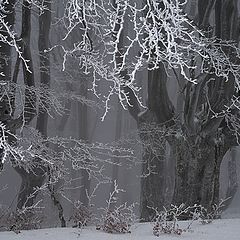 фото "Белая сказка"