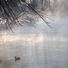 фото "Утро. БакланЦапля. Утки"