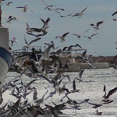 photo "seagulls in the port"