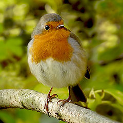 фото "Зарянка ( Erithacus rubecula)"