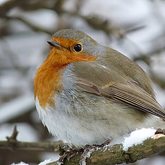 фото "Зарянка ( Erithacus rubecula)"