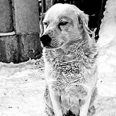 фото """ Я голоден и мне грустно....."""