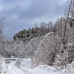 фото "По лесной дороге."