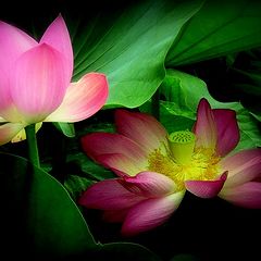 photo "Dance a lily on eyelash night..."