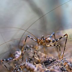 фото "Сами с усами"