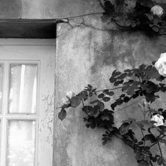 фото "window and roses"