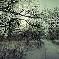 фото "Снежным днём в лесу"